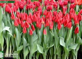 Tulipa Loveflight ® (2)